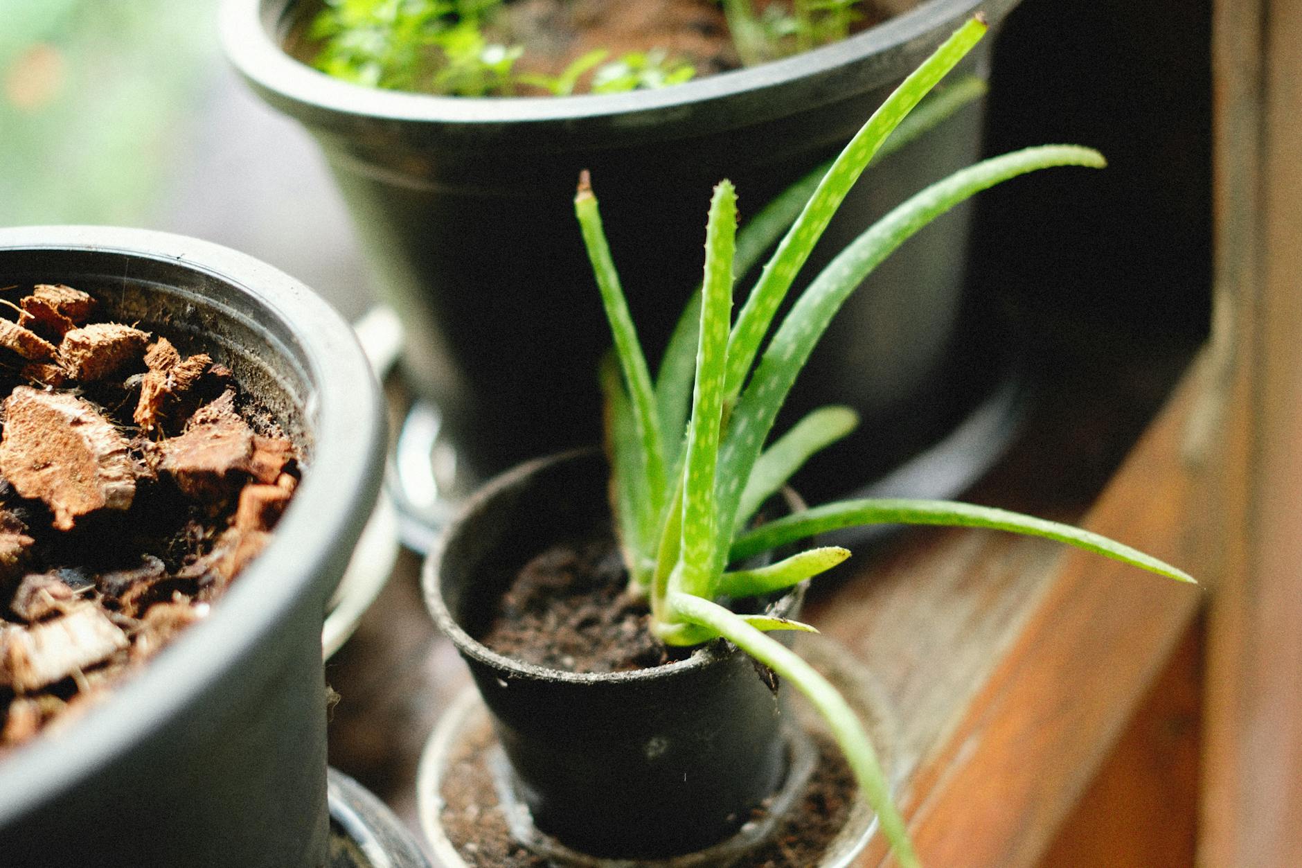 Choosing Between Pure Aloe Vera and Commercial Aloe Products