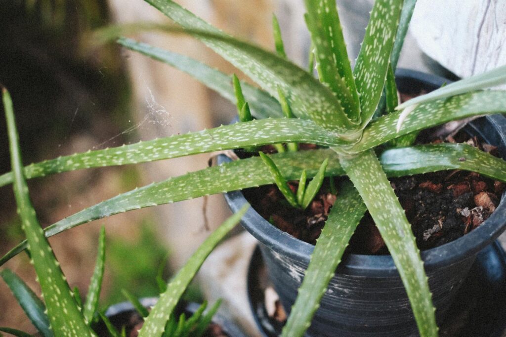 Does Applying Aloe Vera Help Heal Acne Faster - Featured image