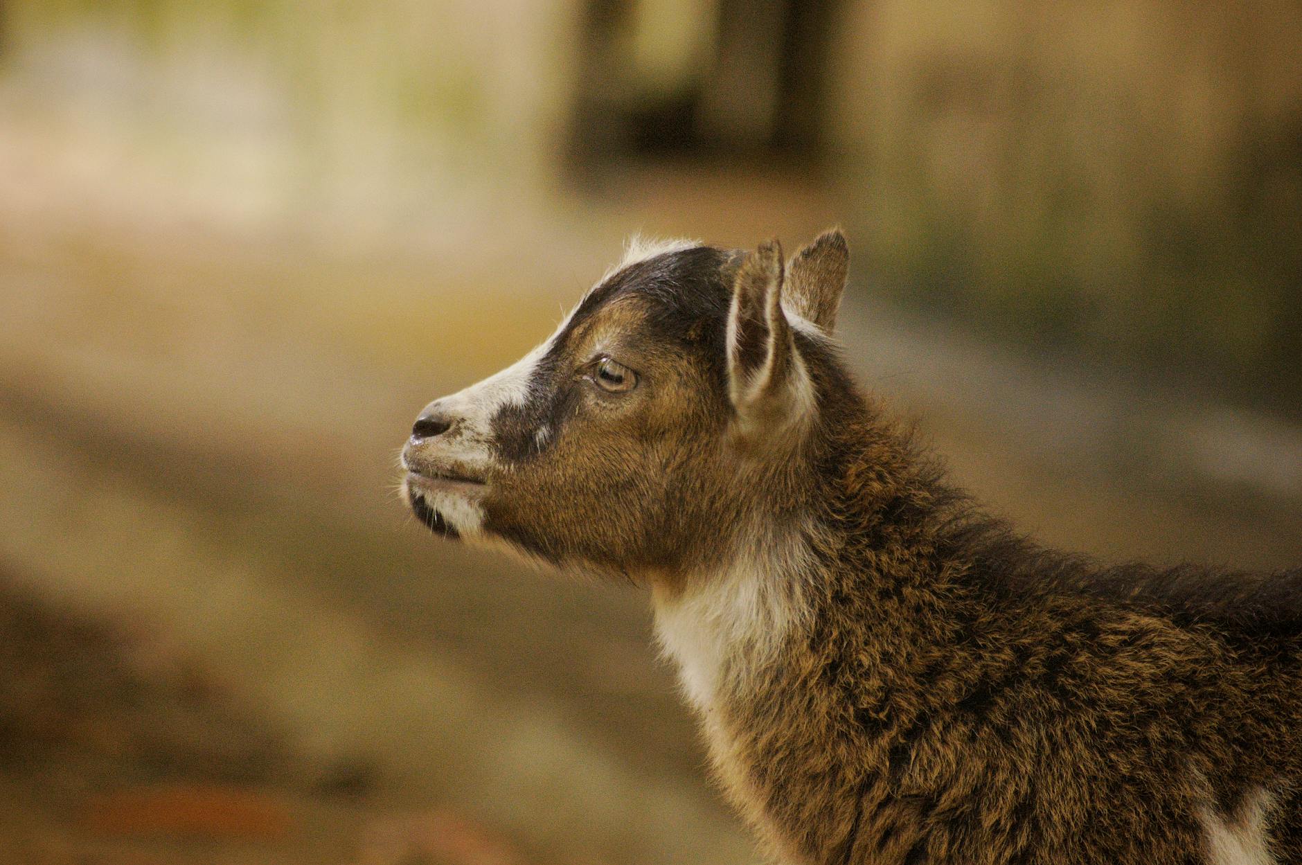 Hormonal Factors That Contribute to Clogged Pores on the Face