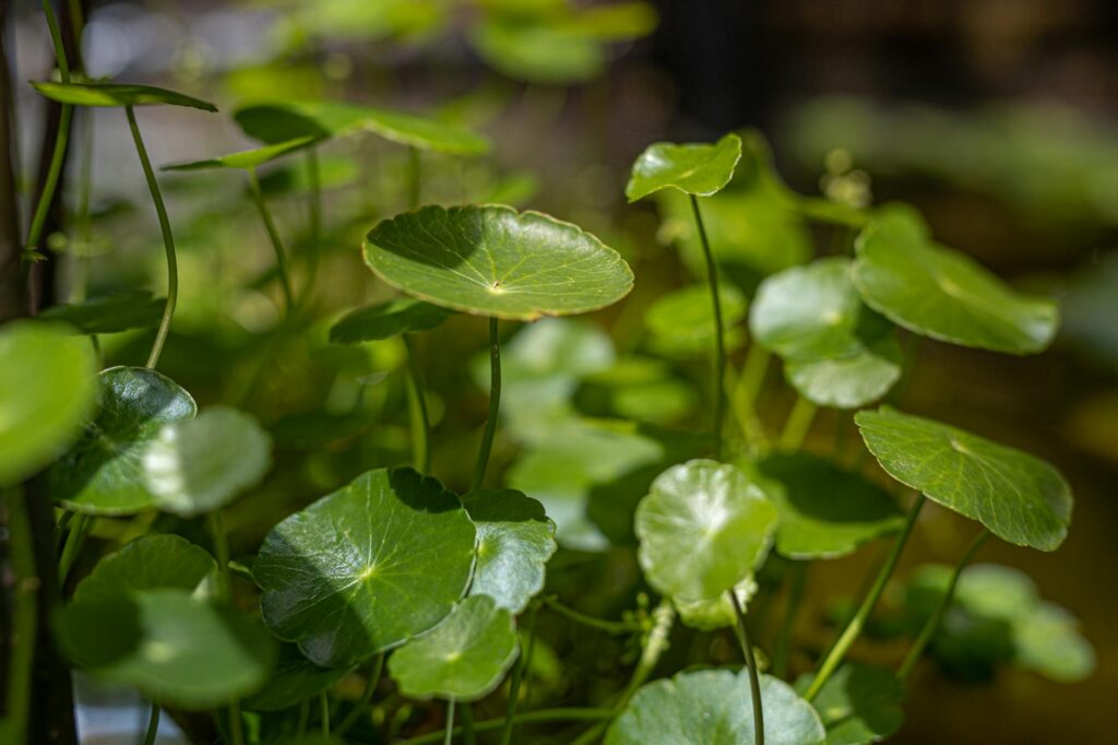 How to Use Centella Asiatica for Acne Healing - Featured image