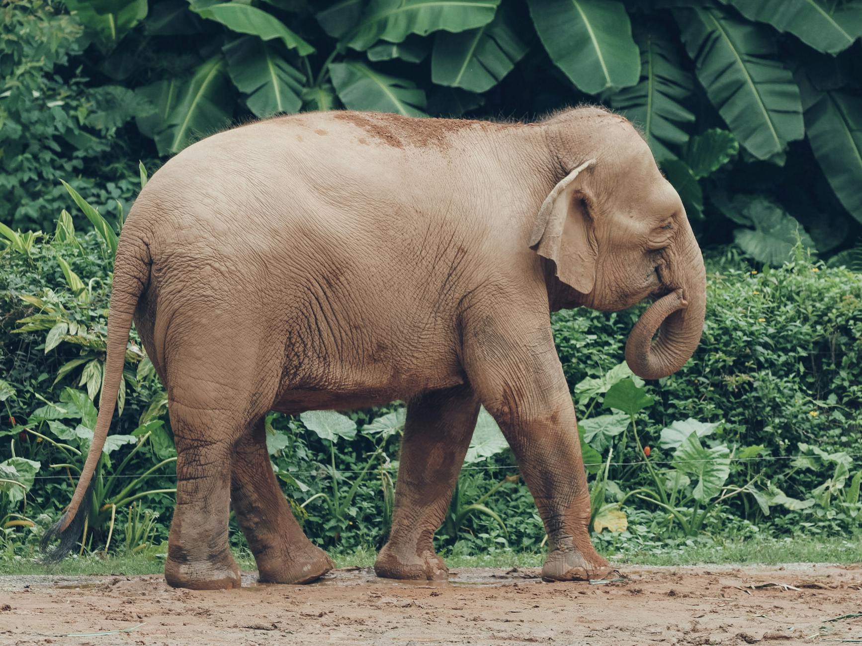 The Science Behind Centella Asiatica for Sensitive Acne Skin