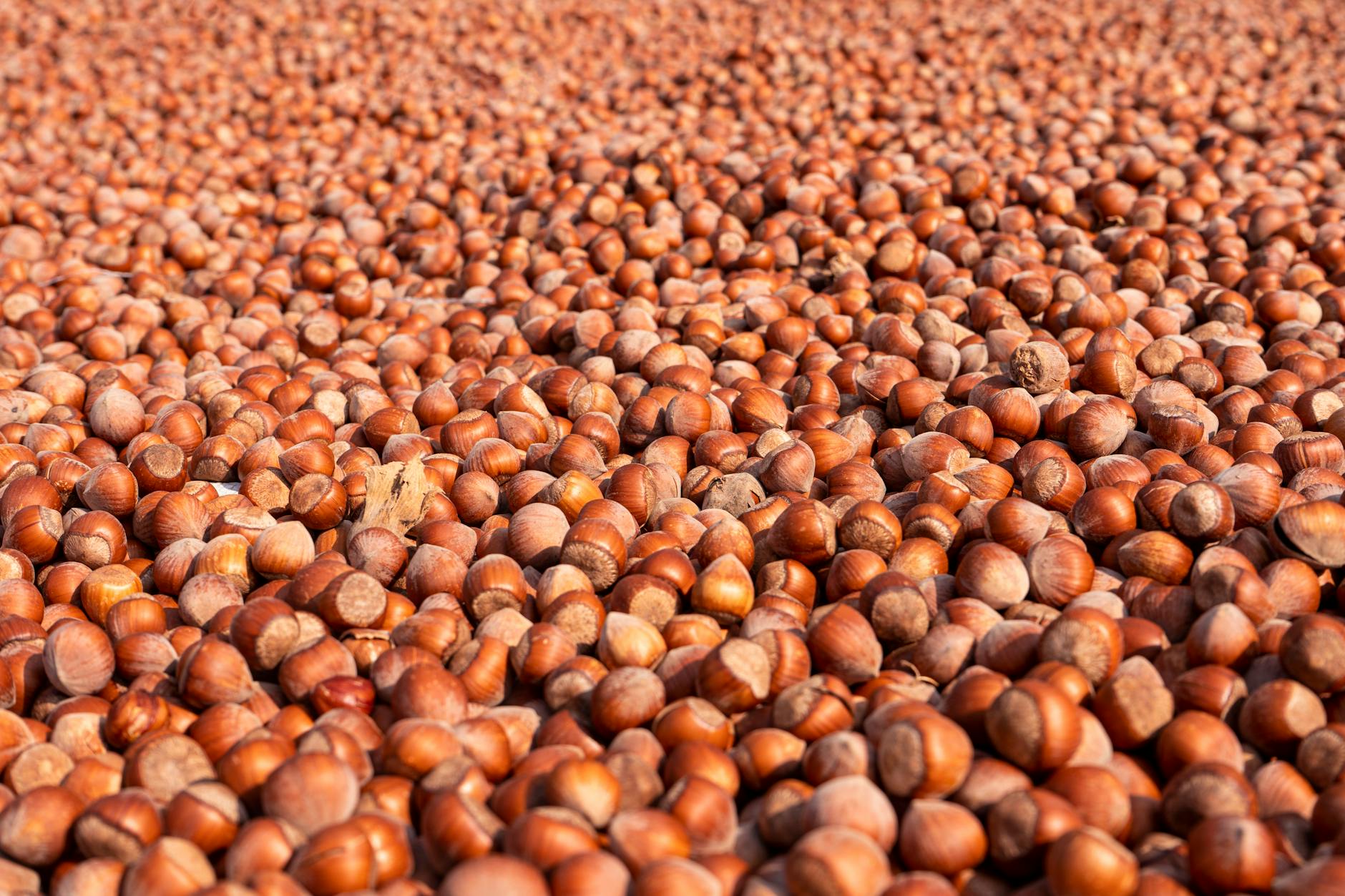 What Does Witch Hazel Actually Do for Acne-Prone Skin?