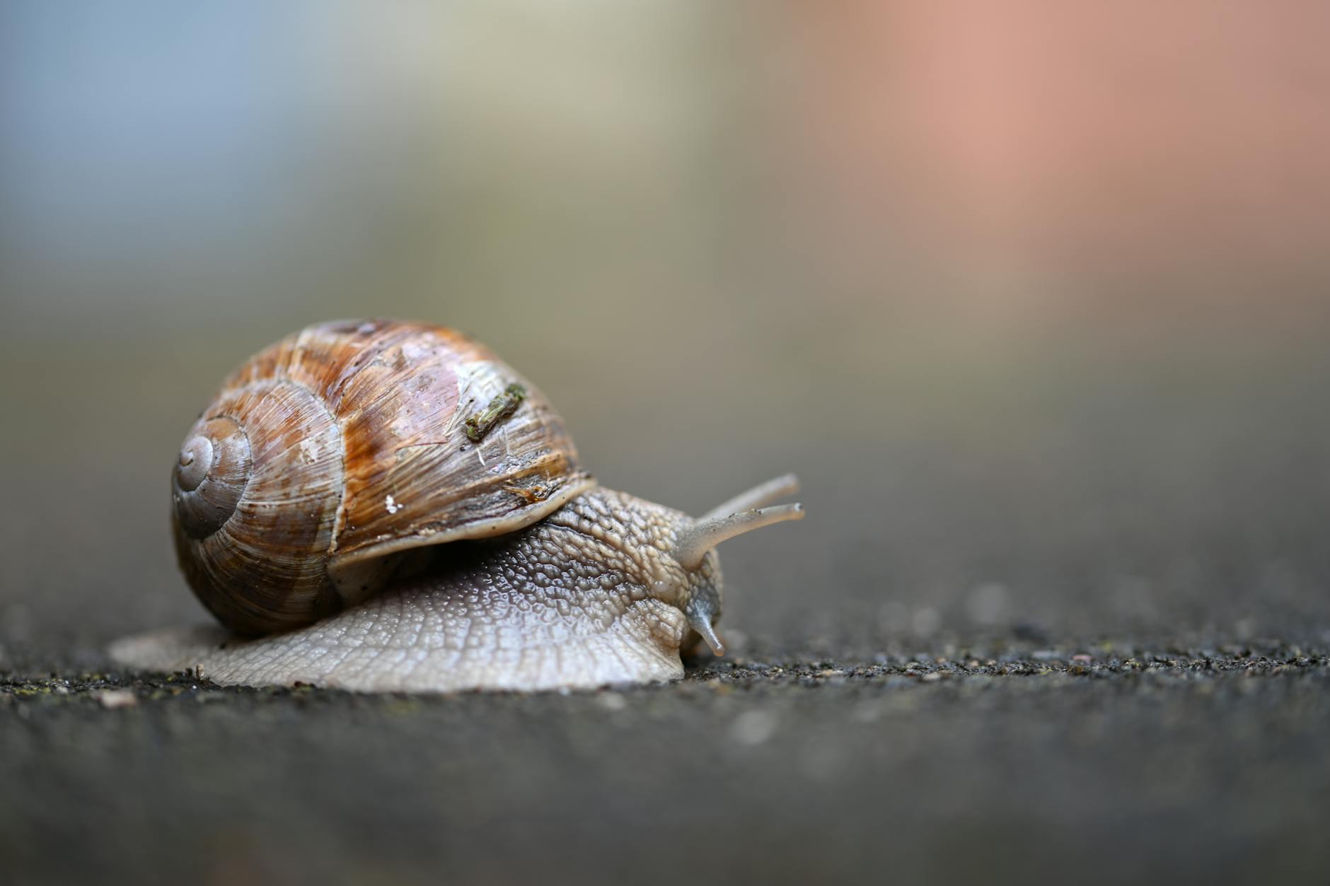 What Makes Snail Mucin Effective for Healing Acne Scars?