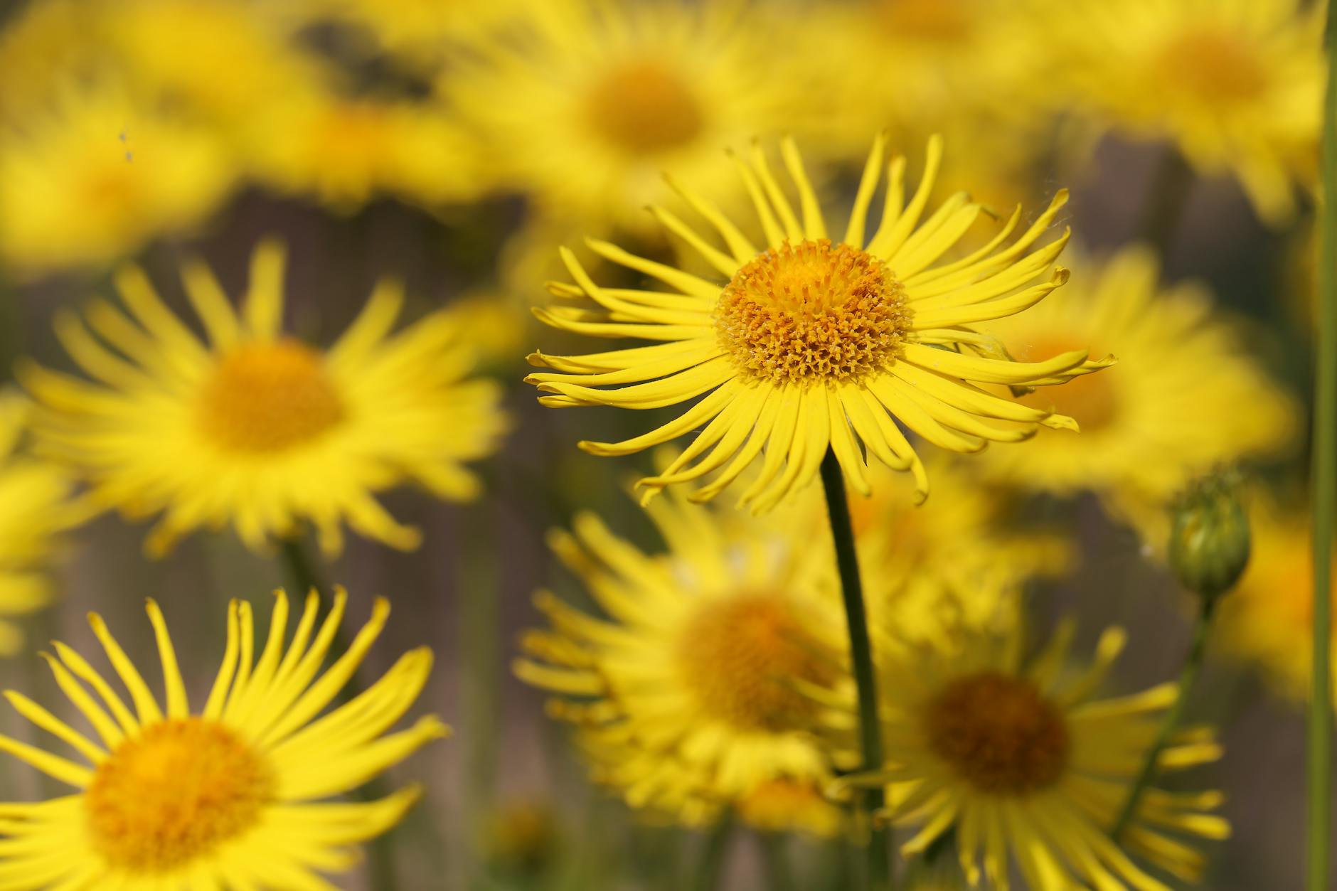 Dosage, Timing, and Forms of Arnica Supplements