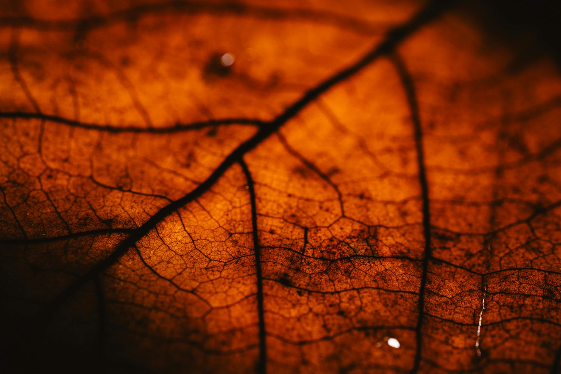 How Do Resveratrol and Ferulic Acid Combat Acne-Causing Factors?