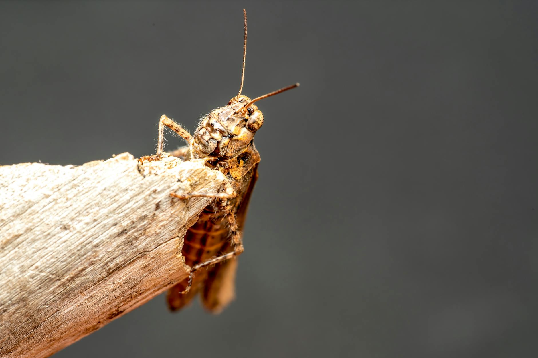 How Does ALA-PDT Actually Clear Severe Acne Lesions?