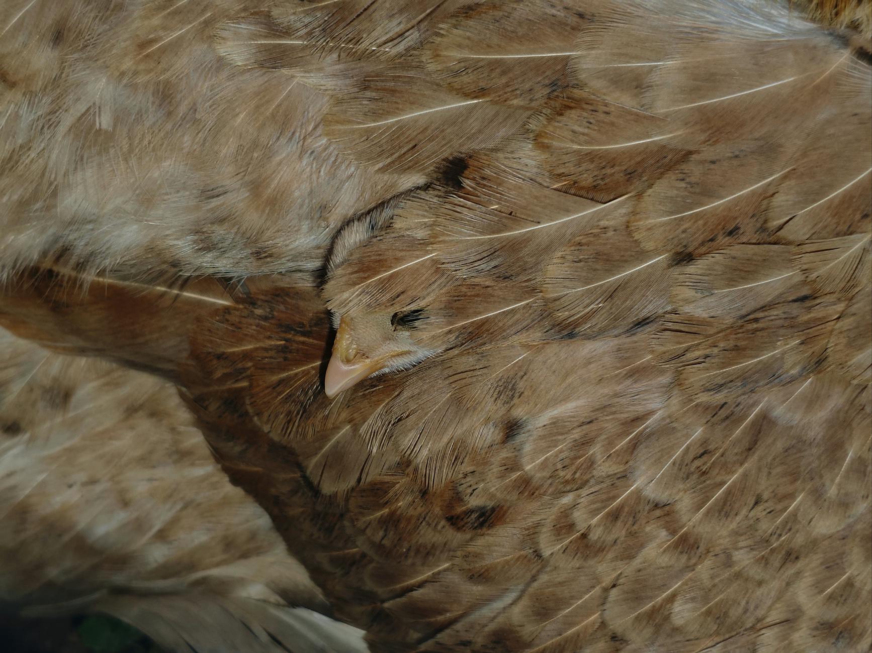 How Does Autologous Fibroblast Injection Work on Acne Scars?