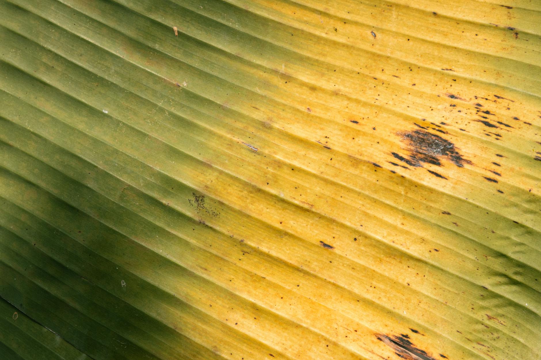 How Does Benzoyl Peroxide Affect Melanin-Rich Skin Differently?