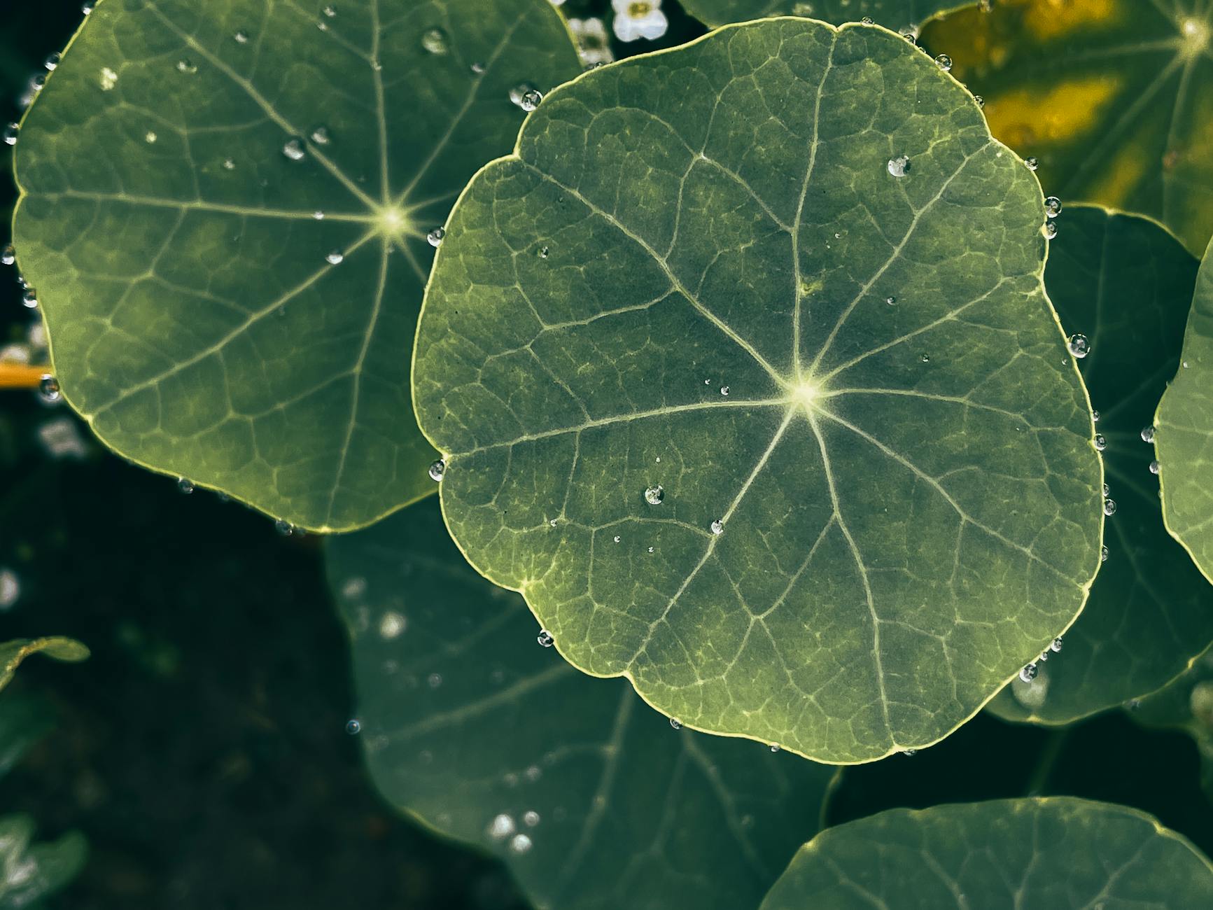 How Does Centella Asiatica Address Acne-Prone Skin?