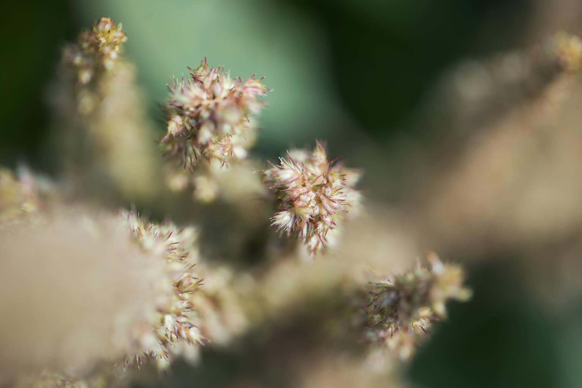 How Does Growth Factor Timing Create a Concentration Advantage?