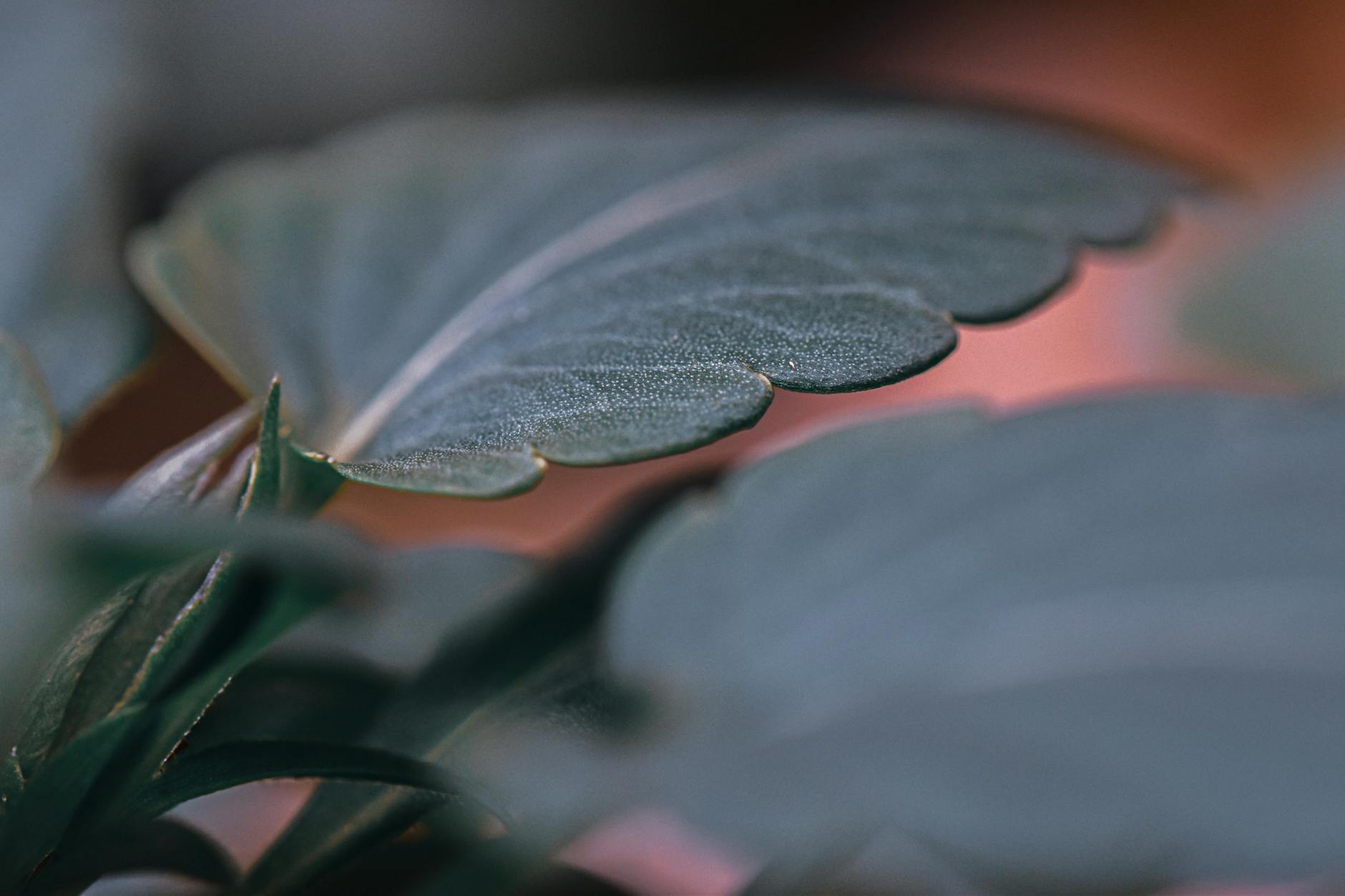 How Does Selective Electrothermolysis Target Acne at the Source?