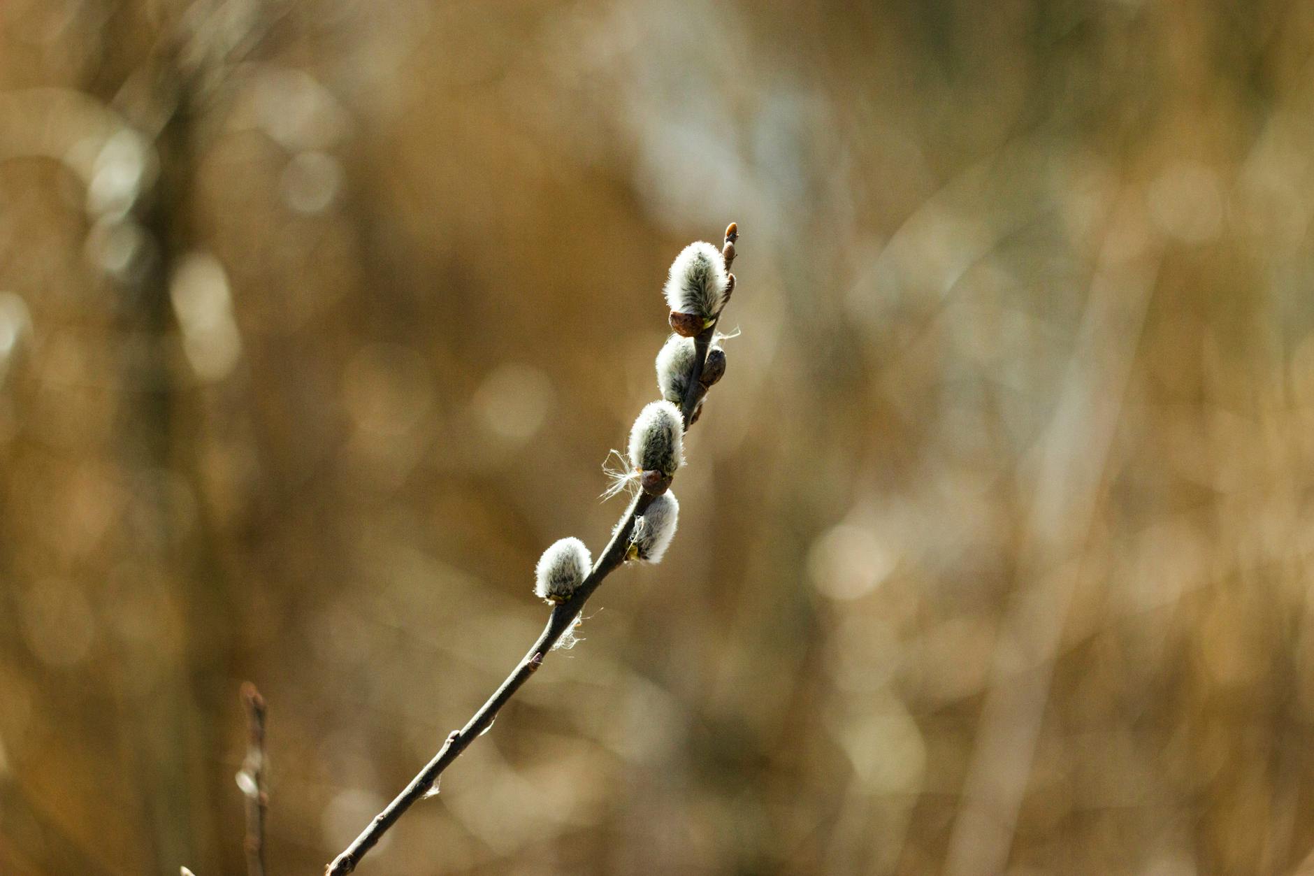 How Does White Willow Bark Actually Fight Acne?