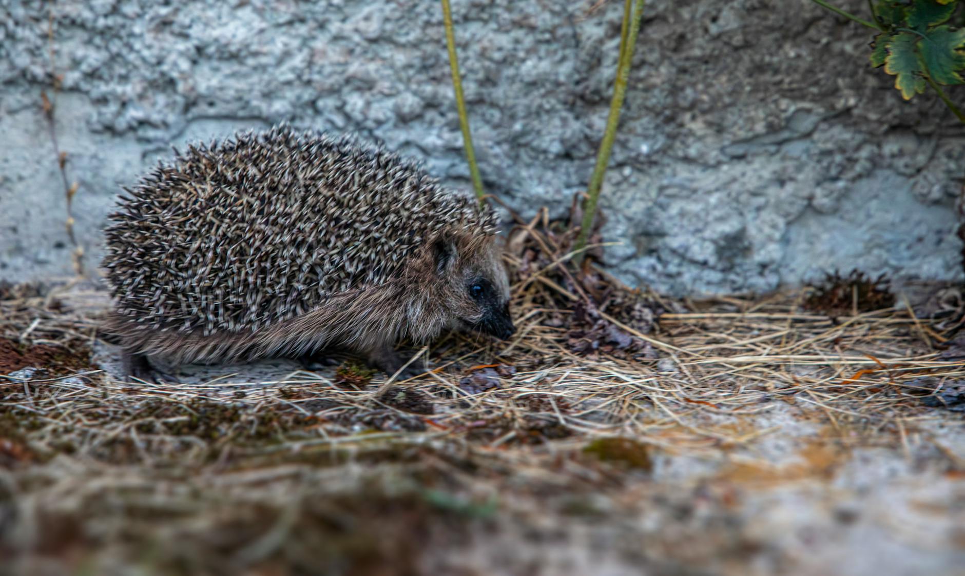 Retinoids Already Inhibit Hedgehog Signaling—Without Targeting It Directly