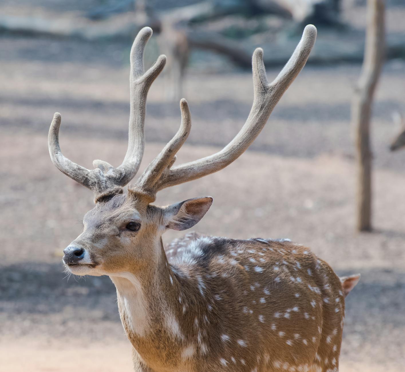 The Gut-Skin-Brain Axis and Post-SSRI Breakouts