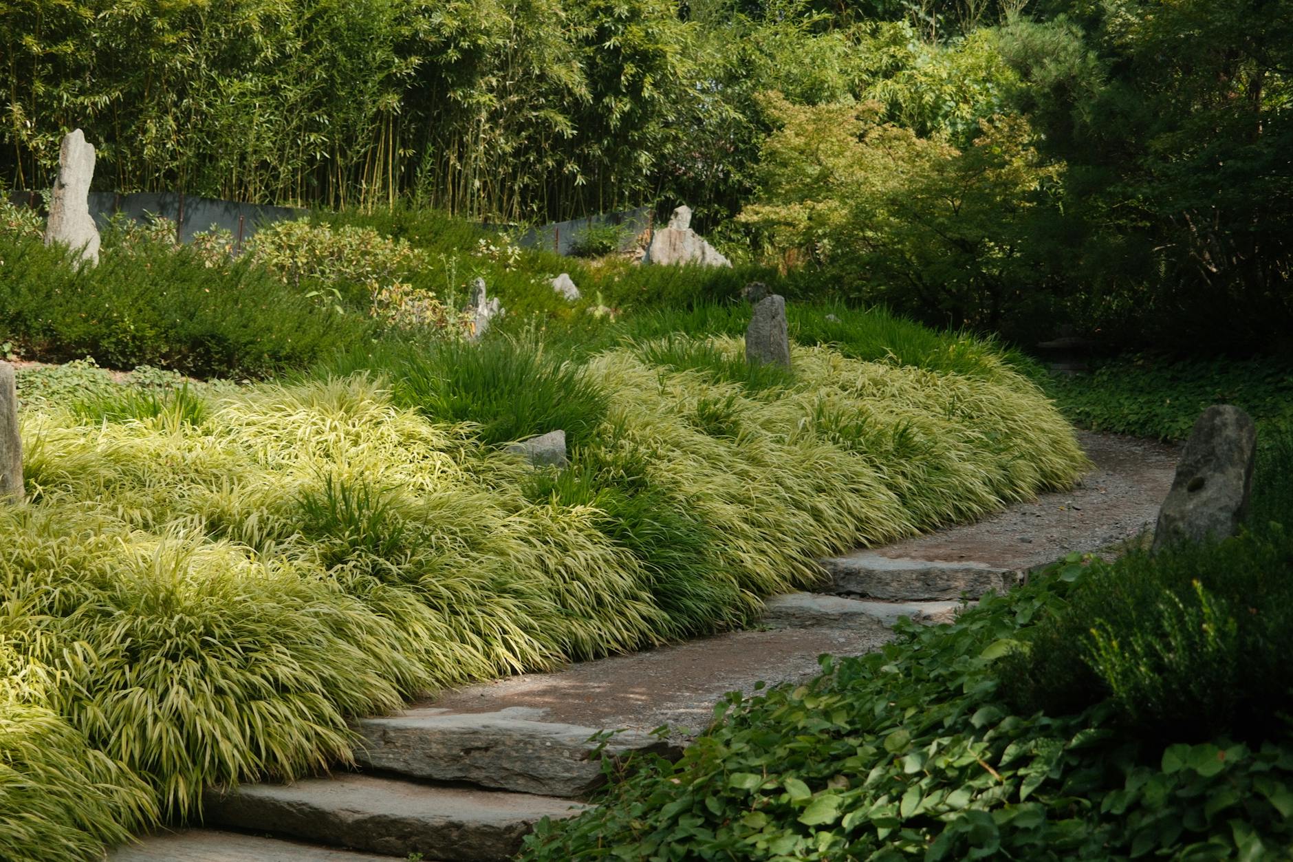 The Mechanism: How Low SHBG Creates Relative Hyperandrogenism Even with 