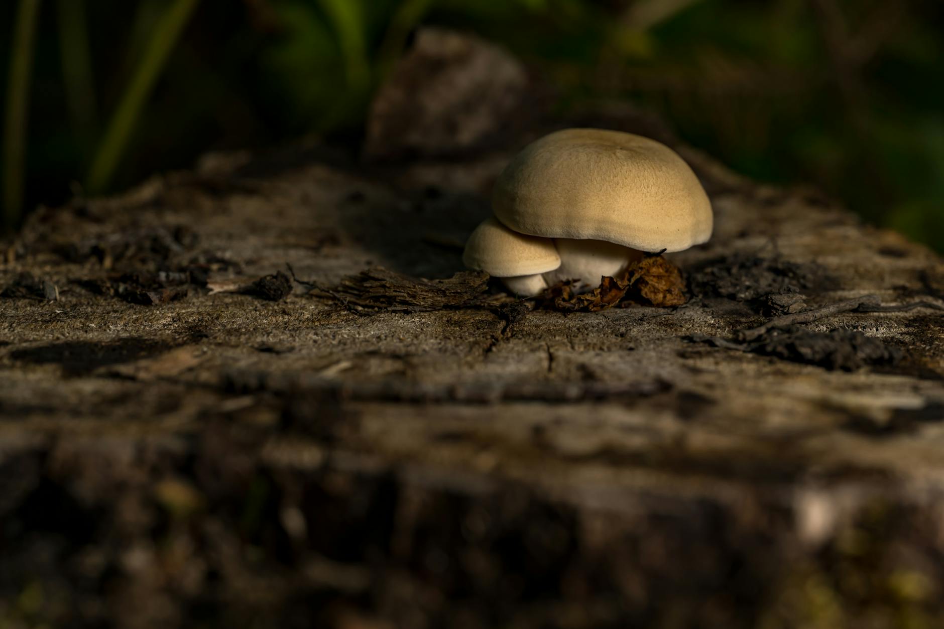 The Role of the Skin Microbiome in Prebiotic Benefits