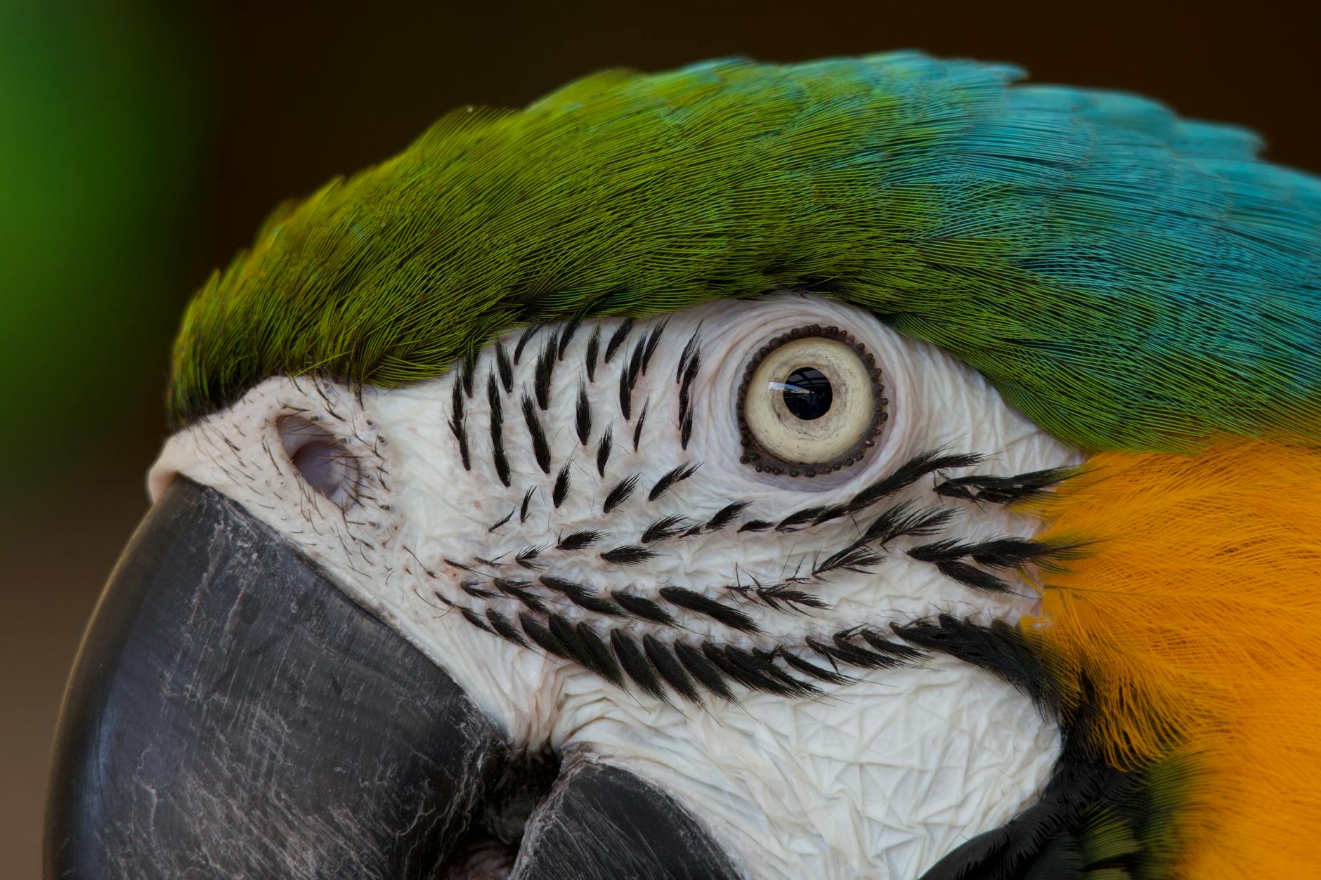 What Are iPLEDGE Blood Test Requirements for Accutane Patients?