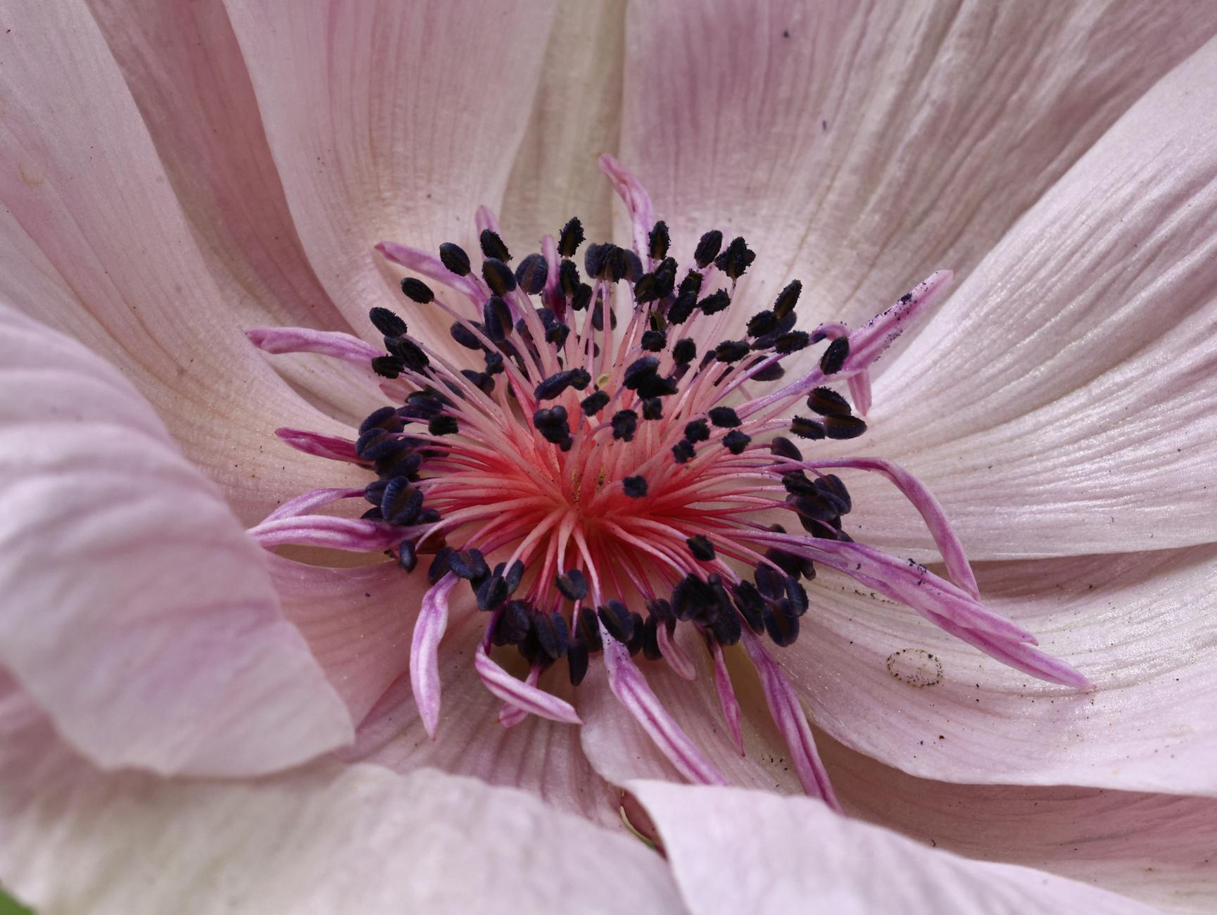 What Are the Core Differences Between Cleansers for Oily Versus Dry Skin?