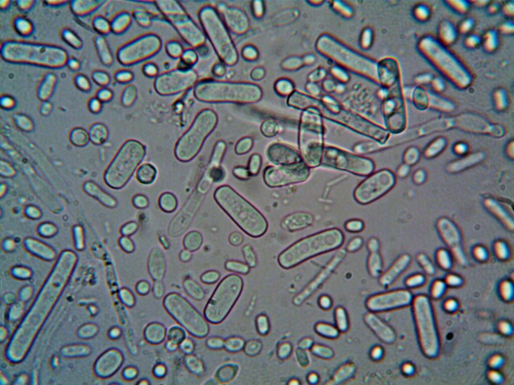What Bacterial Culture Testing Reveals About Antibiotic-Resistant Acne - Featured image