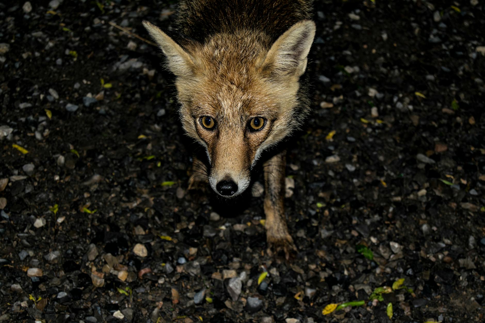 What Does FoxO1 Actually Do Inside Your Skin Cells?