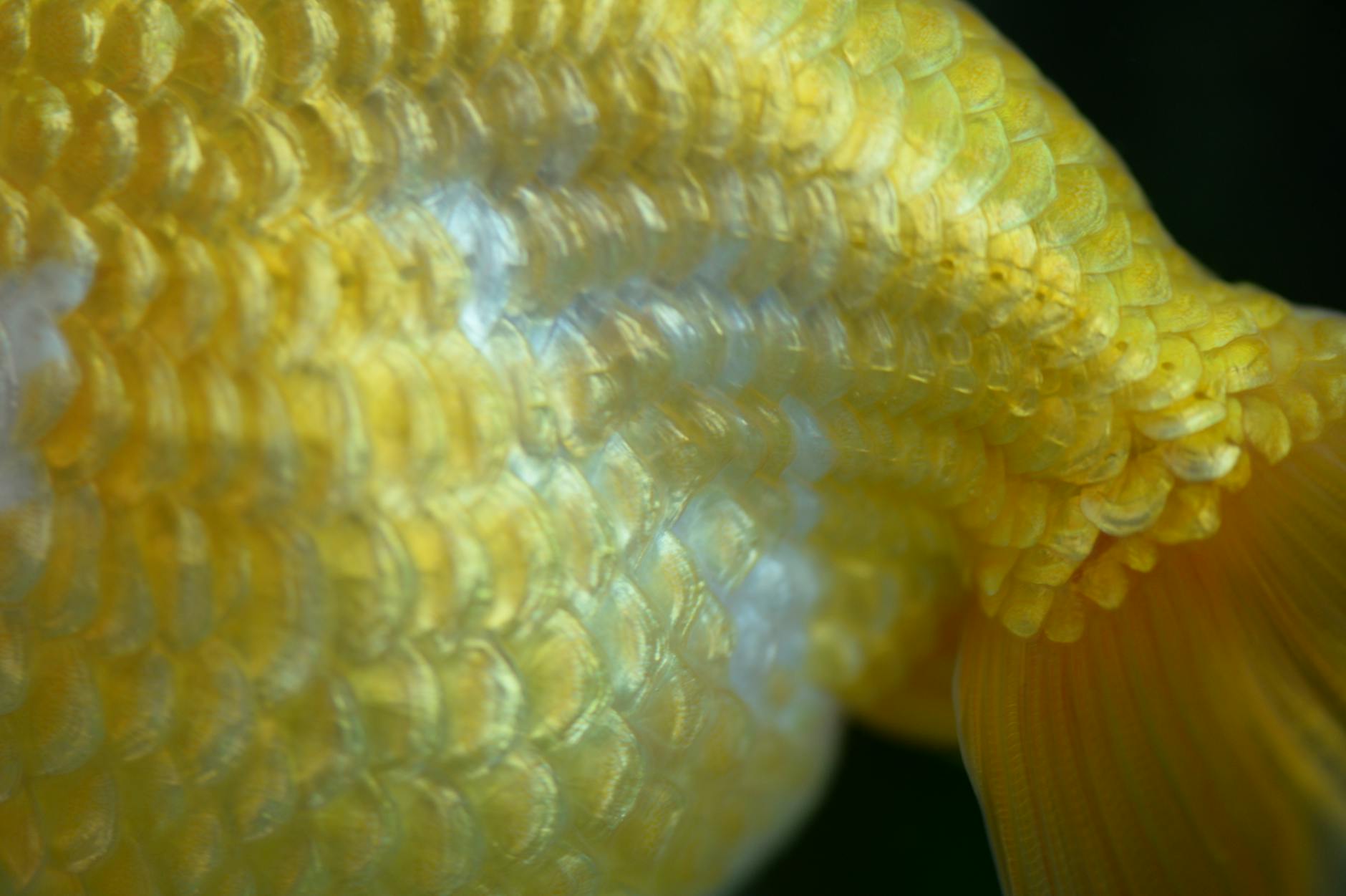 What Does the LH-to-FSH Ratio Tell You About Hormonal Acne?