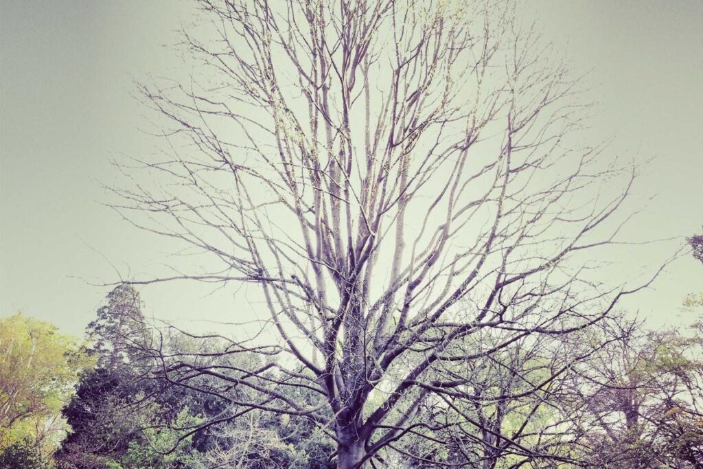 What Generic Tretinoin Brands Are Available and Their Quality - Featured image