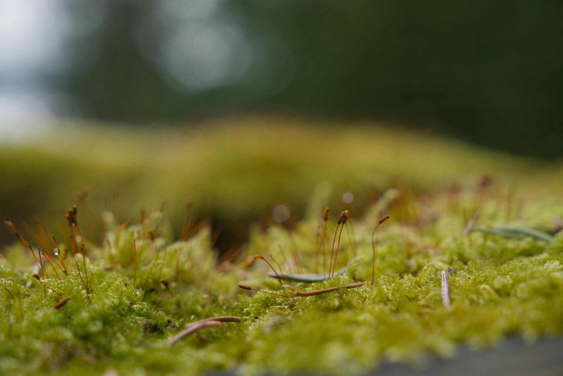 What Happens During an Ellacor Micro-Coring Treatment?