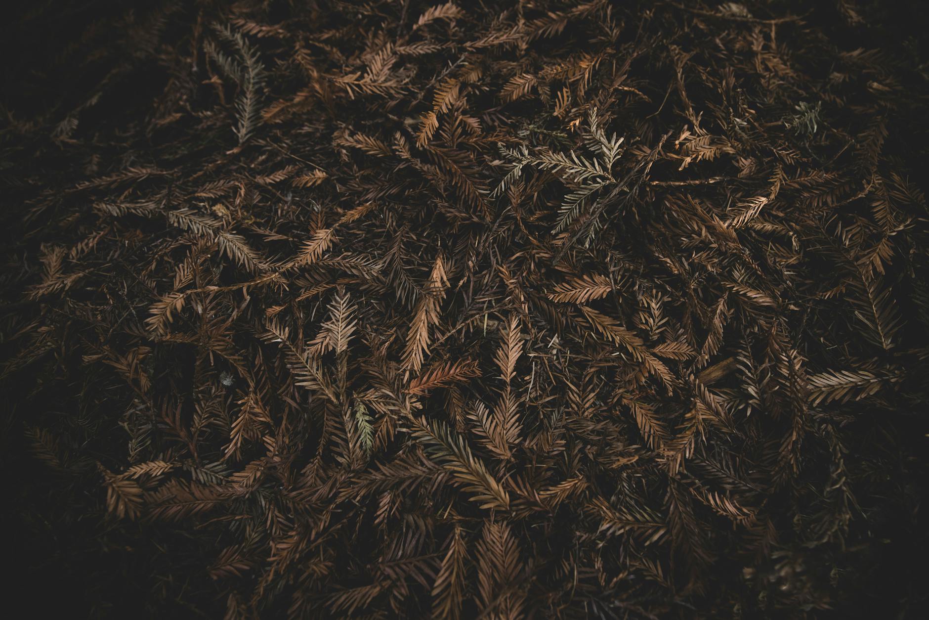 What Is Androstenedione and Why Does It Matter for Acne?