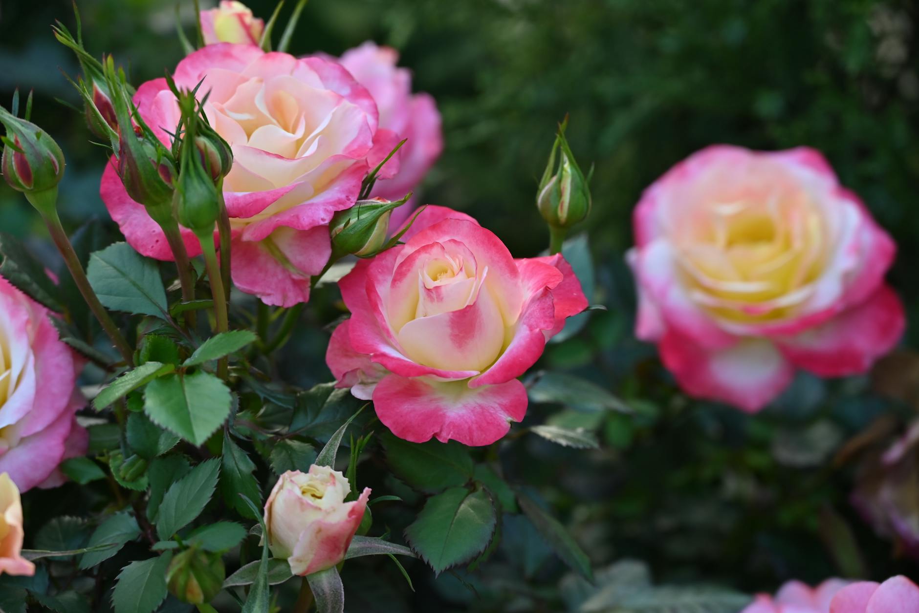 What Makes Rosacea Look So Much Like Acne?