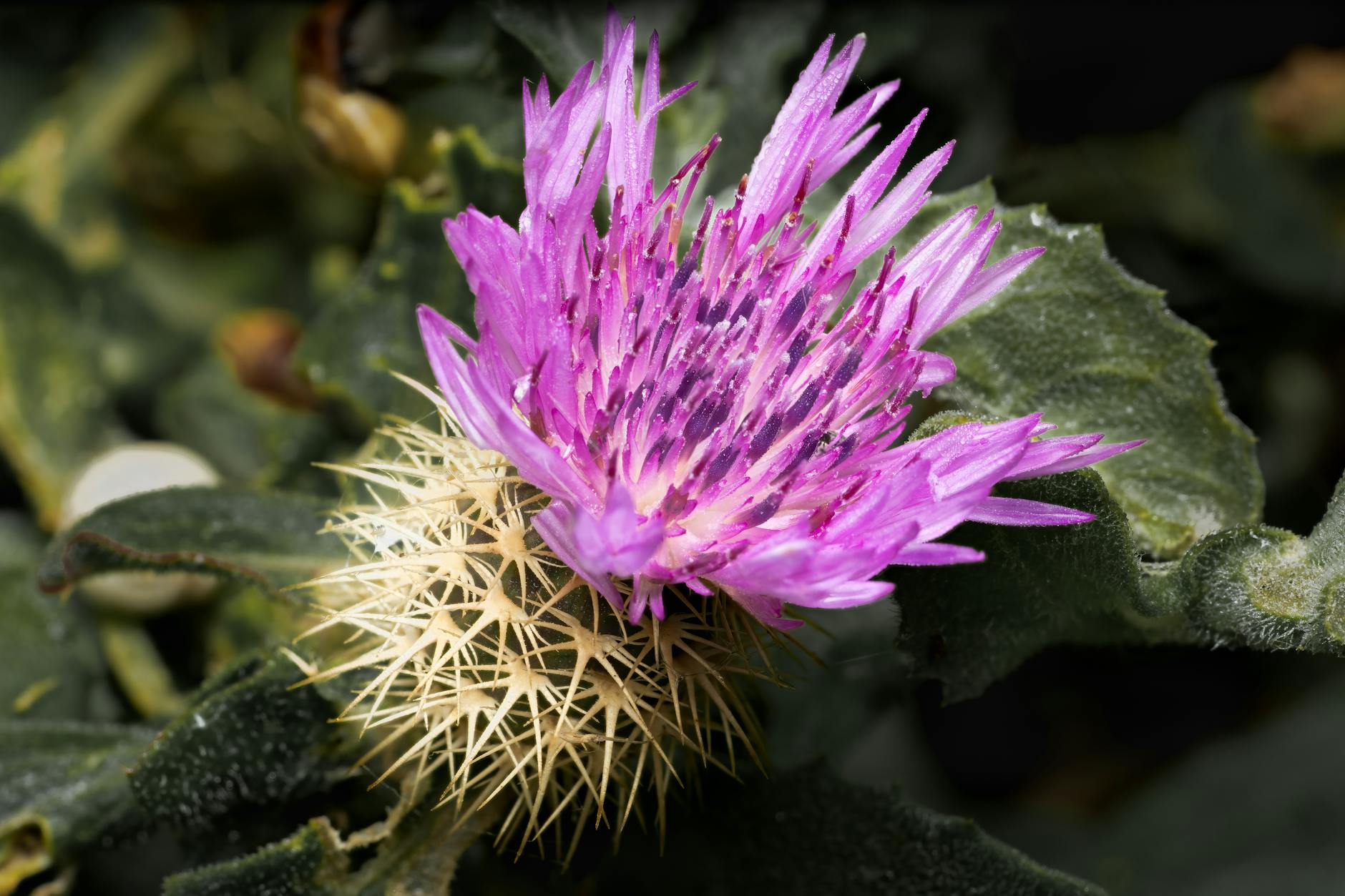 What Milk Thistle Does for Liver-Related Acne Claims - Featured image