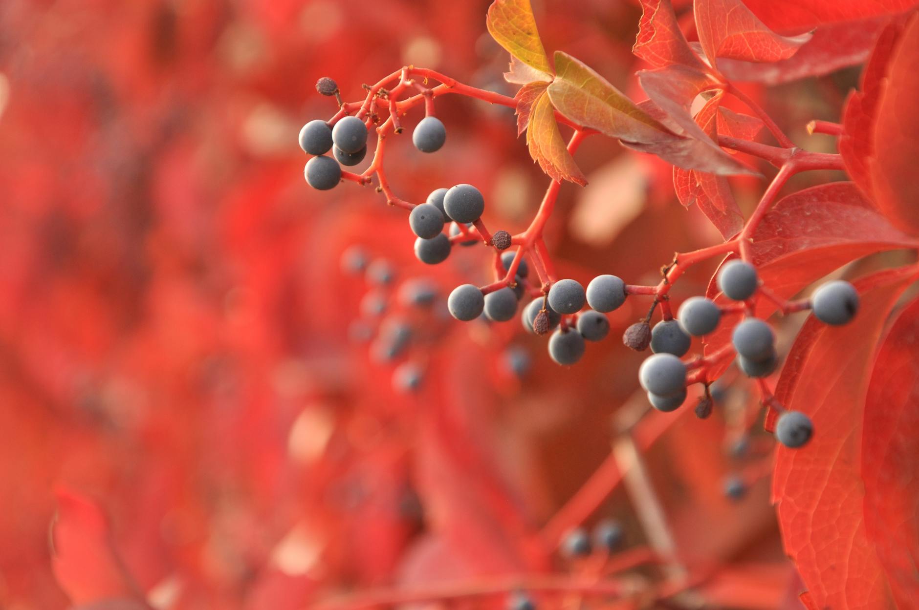 What Vitex Berry Extract Does for PMS Acne - Featured image