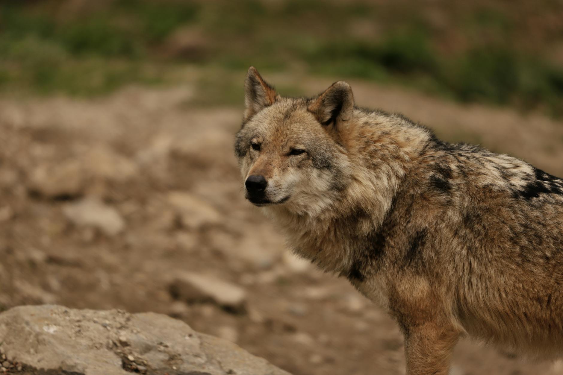 Which Bacterial Genera and Species Protect Against Acne?