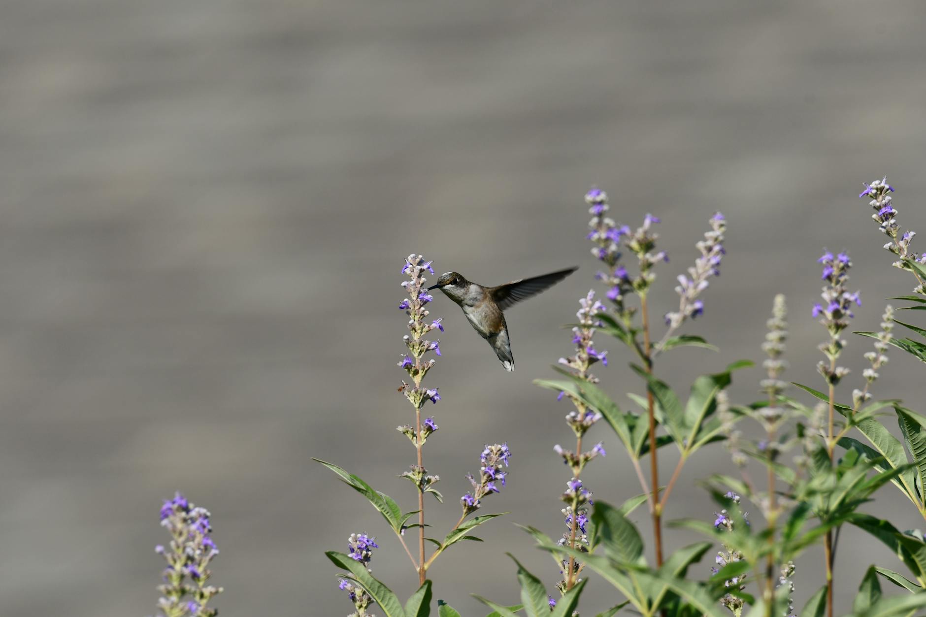 Which Women See the Best Results From Vitex for PMS Acne?