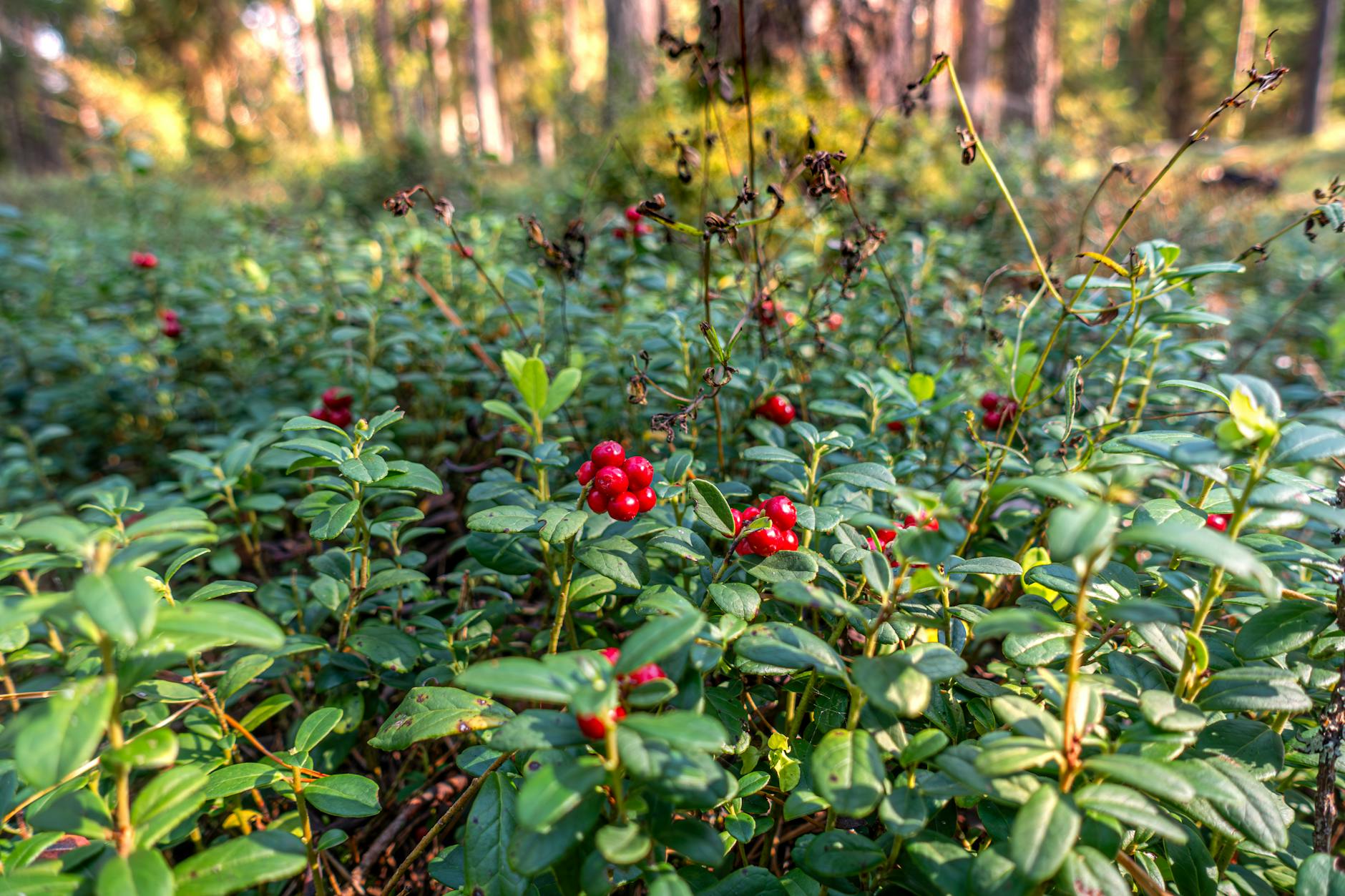 Who Benefits Most from Using HPR for Breakouts