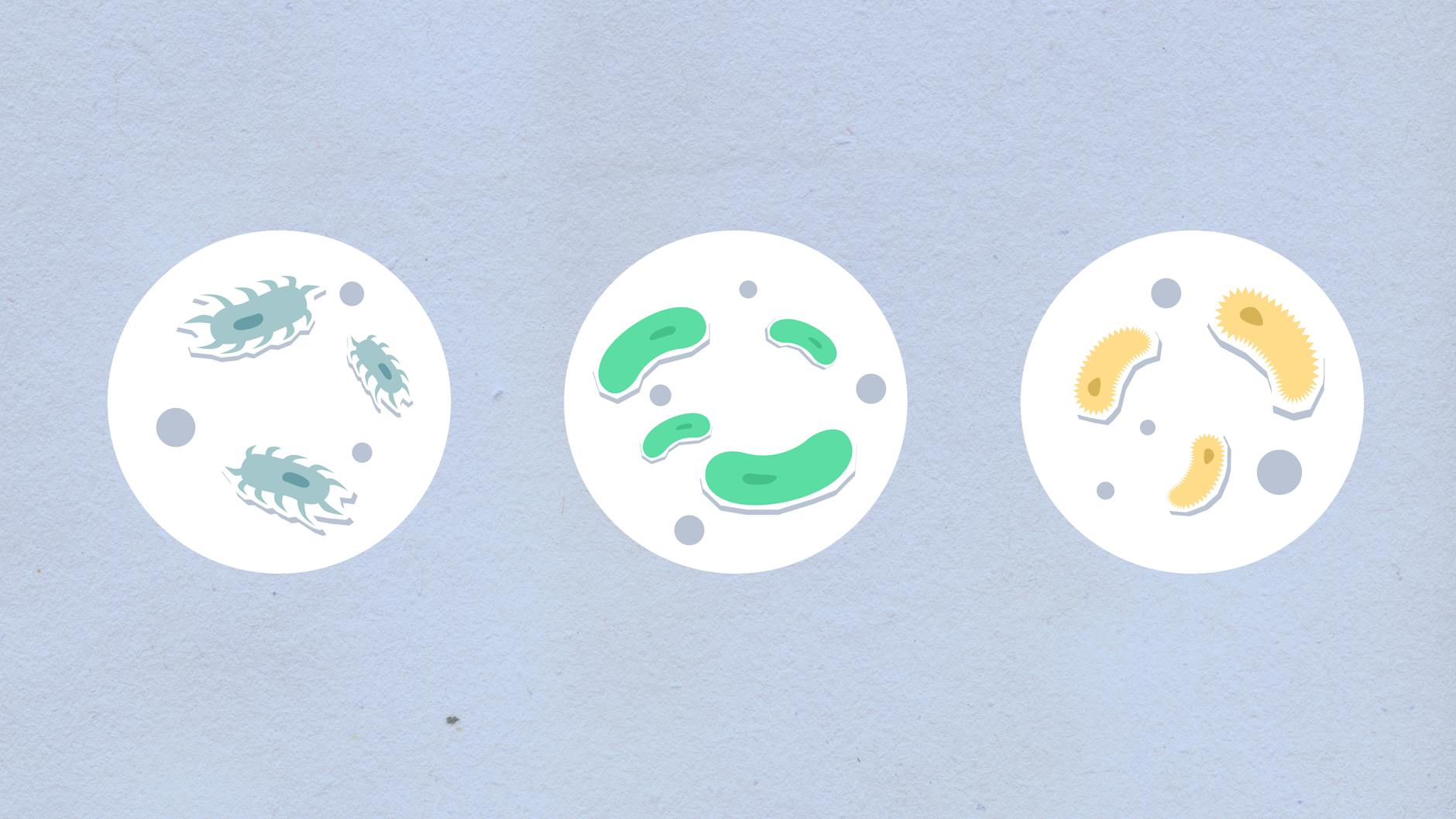 Why Amzeeq Foam Antibiotic Is Different from Clindamycin - Featured image