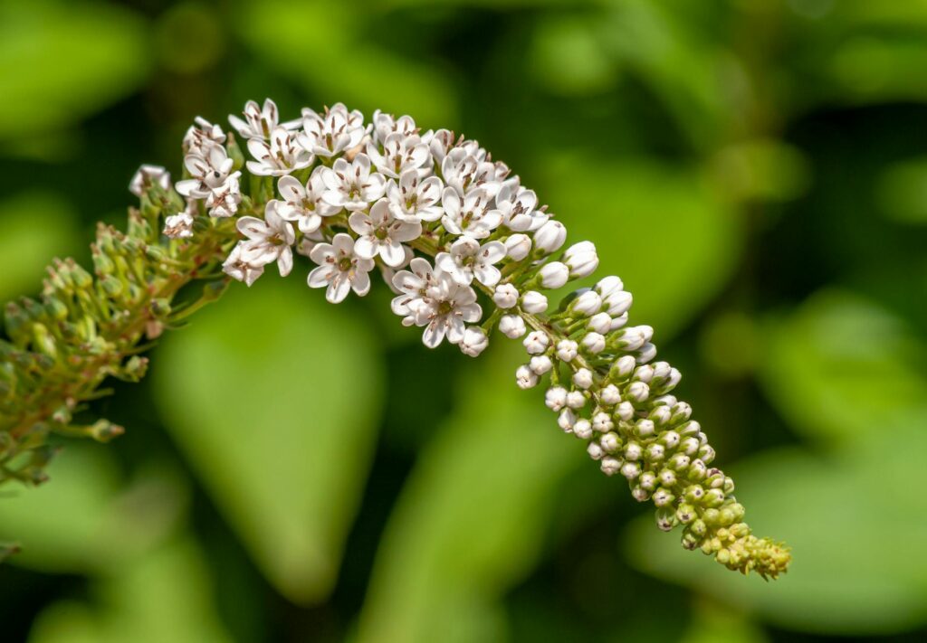 Why Black Cohosh Is Sometimes Used for Menopausal Acne - Featured image