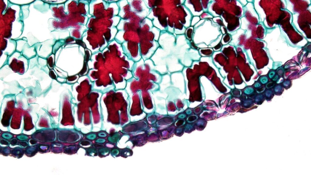 Why Bone Marrow Stem Cell Research Is Relevant to Acne Scars - Featured image