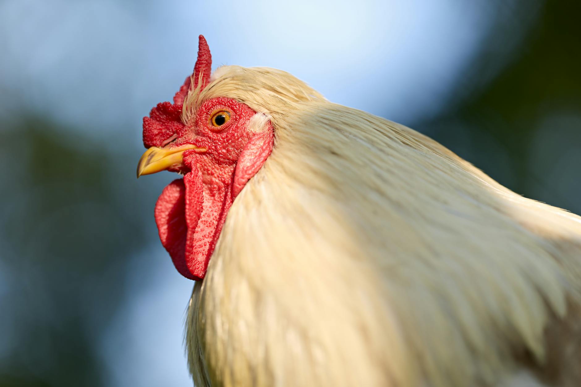 Why Does Free Testosterone Matter More for Acne Than Total Testosterone?