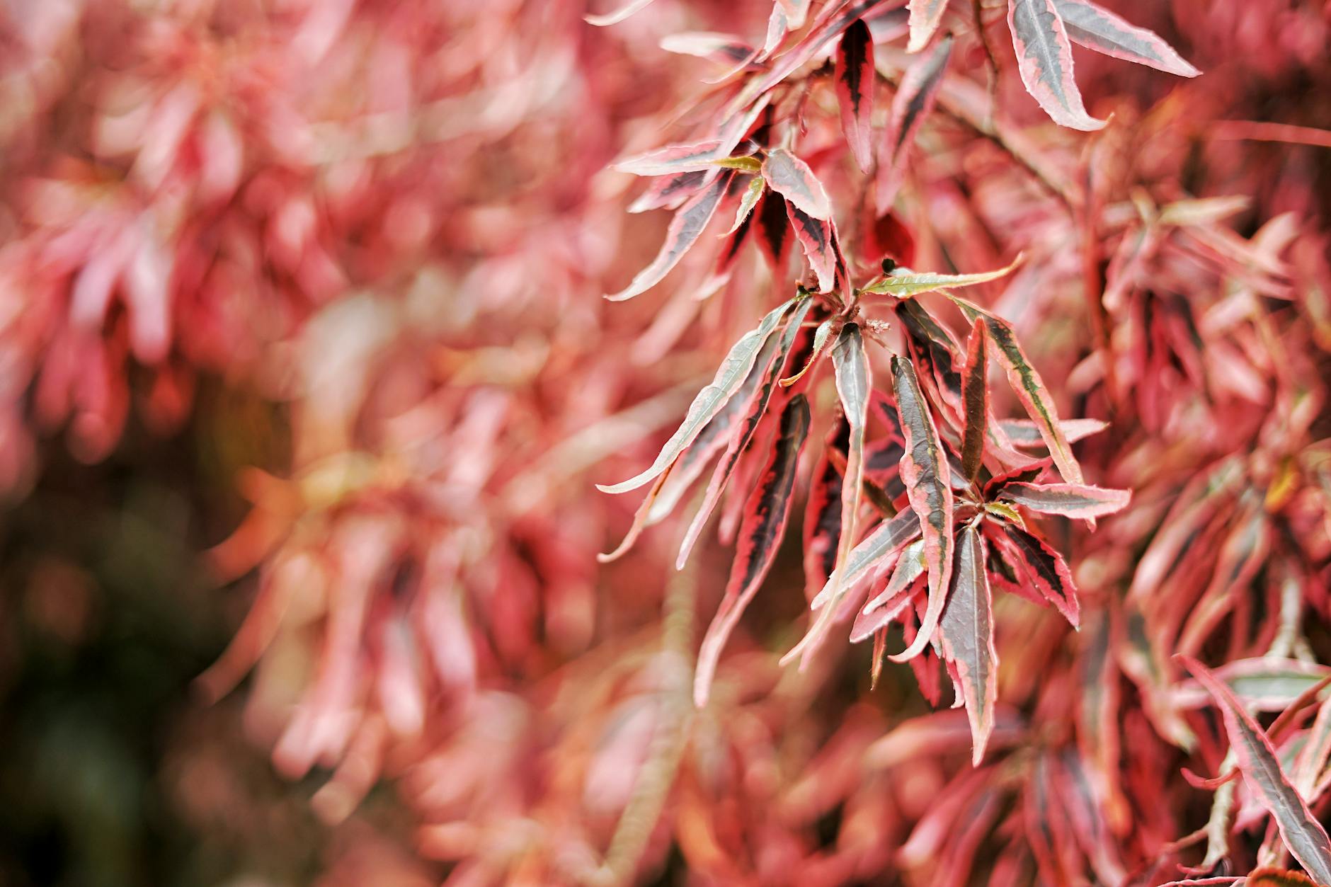 Why Does Inflammation Leave Marks on Skin After Acne Heals?