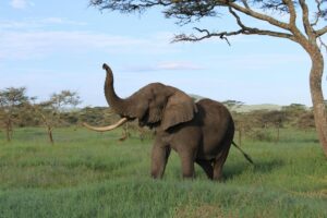 Why Drunk Elephant Is Not Always Safe for Acne Skin - Featured image