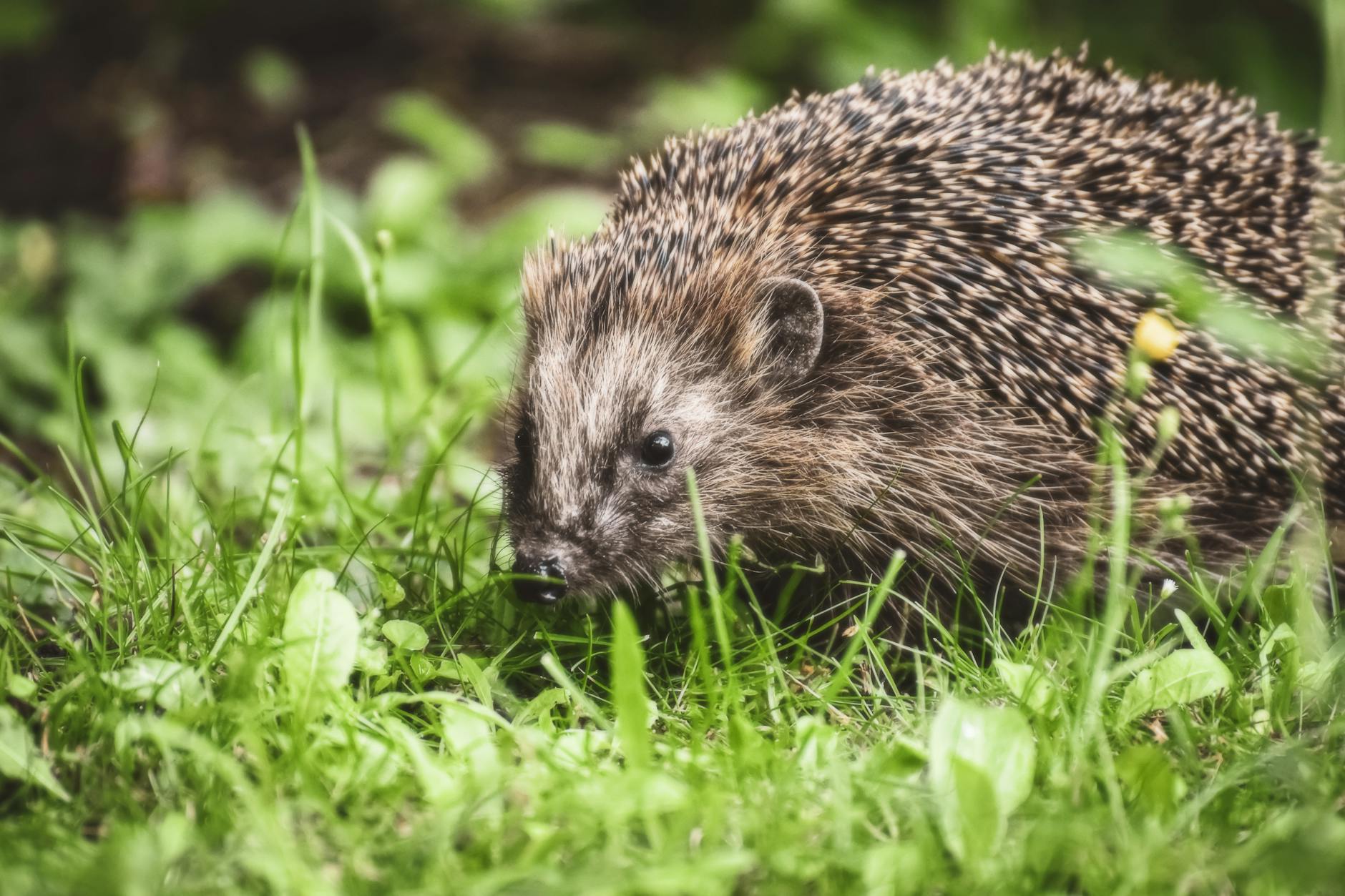 Why Hedgehog Pathway Inhibition Is Being Studied for Acne - Featured image