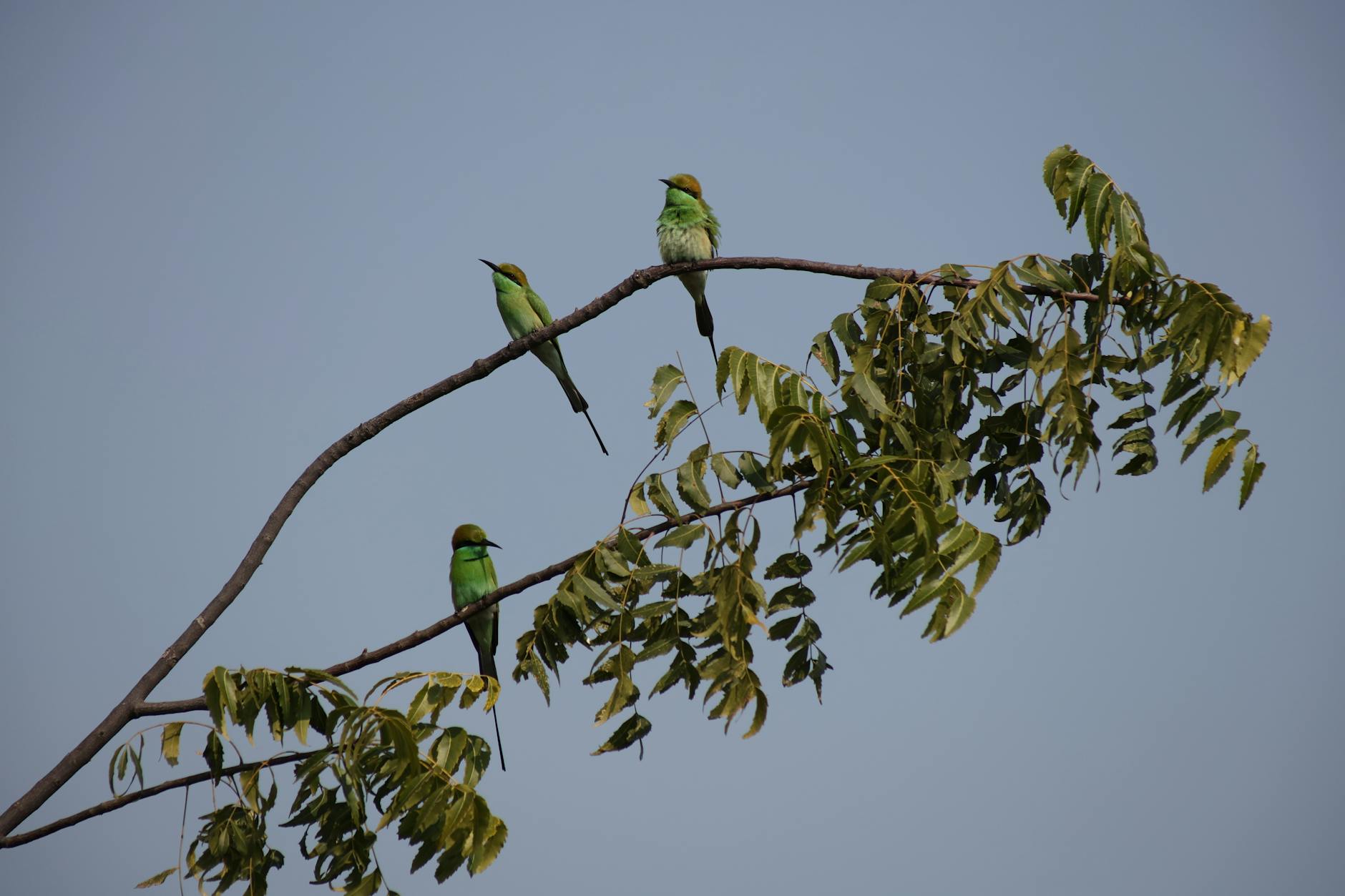 Why Neem Leaf Extract Is Used for Acne in Ayurveda - Featured image