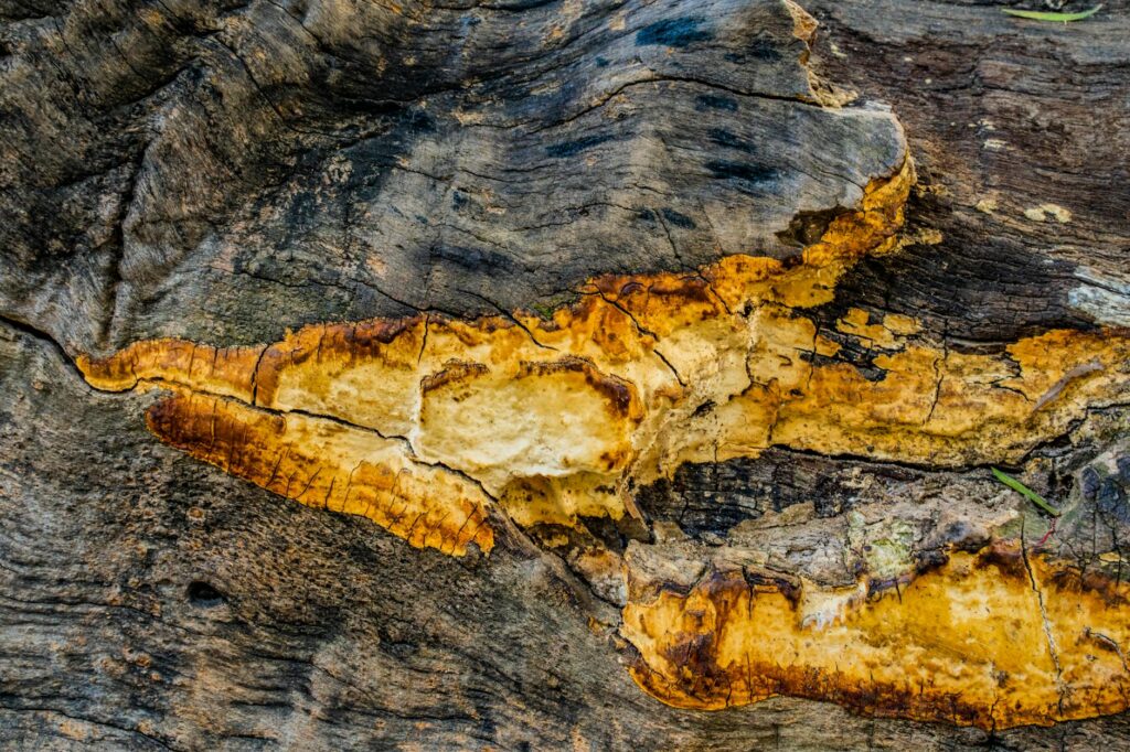 Why Woods Lamp Is Used for Fungal Acne Diagnosis - Featured image