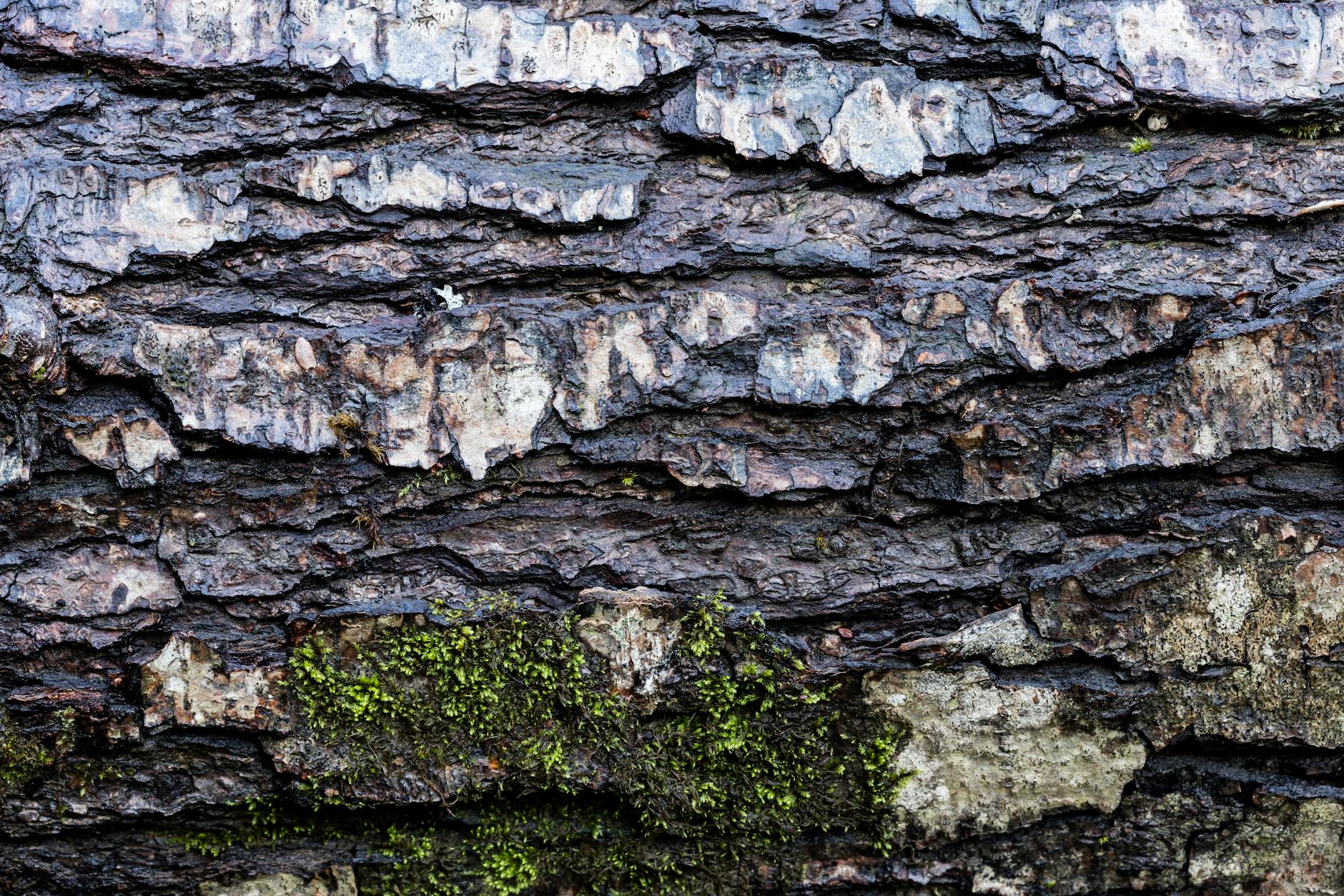 Willow Bark vs. Salicylic Acid—Understanding the Real Differences