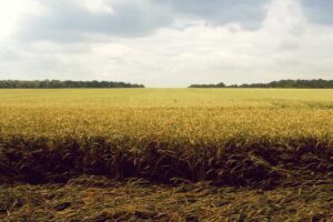 Fact Check: Is Himalayan Salt Good for Acne? No Peer-Reviewed Evidence Supports Salt Water as an Acne Treatment. It Can Dehydrate Skin - Featured image