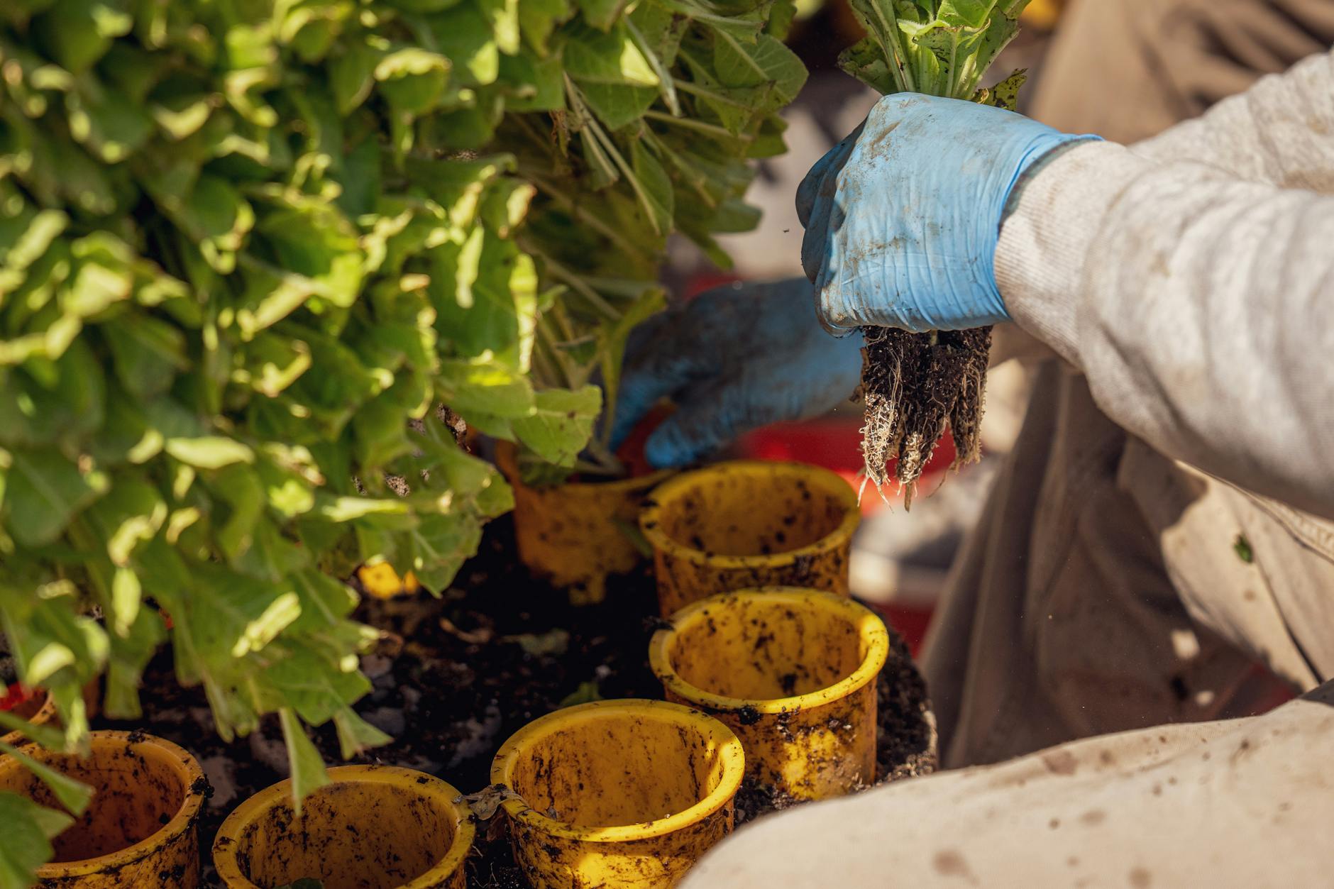 How Do Microbiome Transplant Creams Replace Harmful Bacteria?