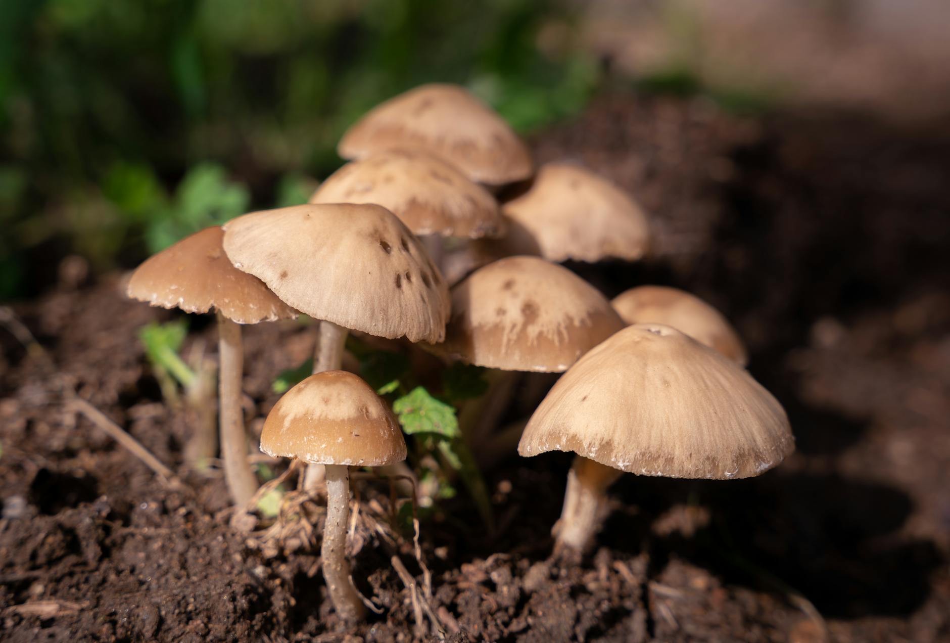 How Does CB2 Receptor Activation Work Against Sebum Overproduction?