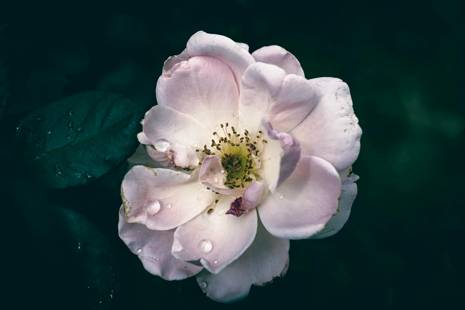 Why Does Rosacea-Type Acne Develop Differently in Your 40s Than It Did as a Teenager?