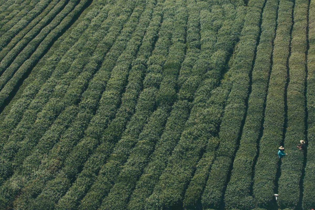 Why Not Everyone Who Considers Surgery Actually Pursues It