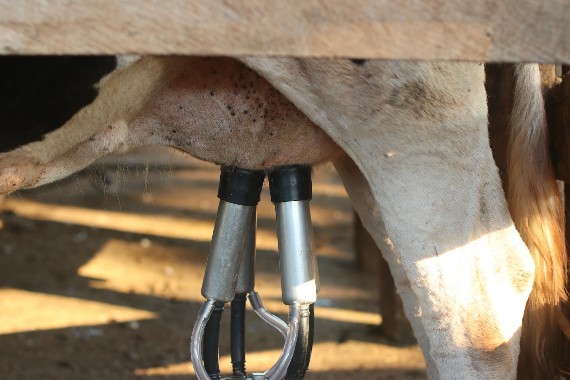 Why Dairy Triggers Acne More Severely in Athletic Populations